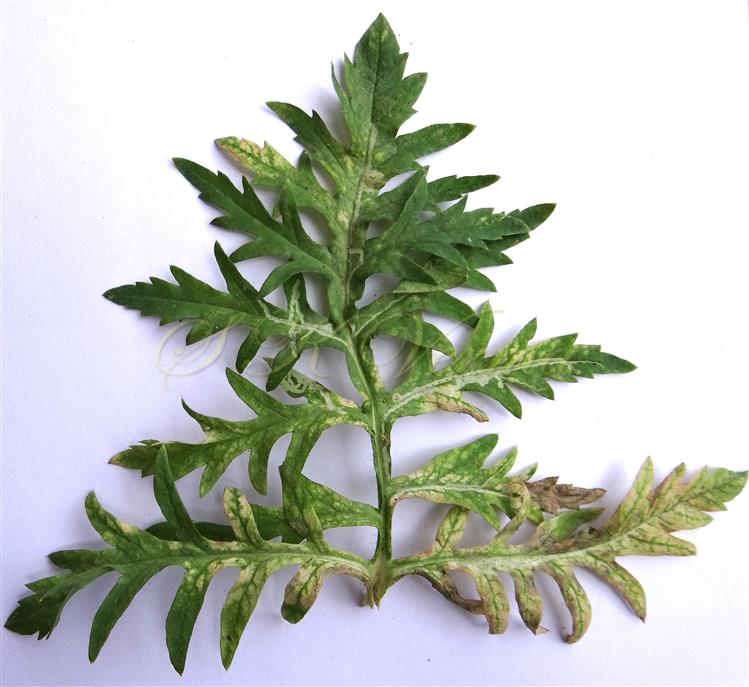  Leaf